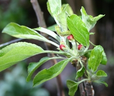 Apfelbaumblüte-1.jpg